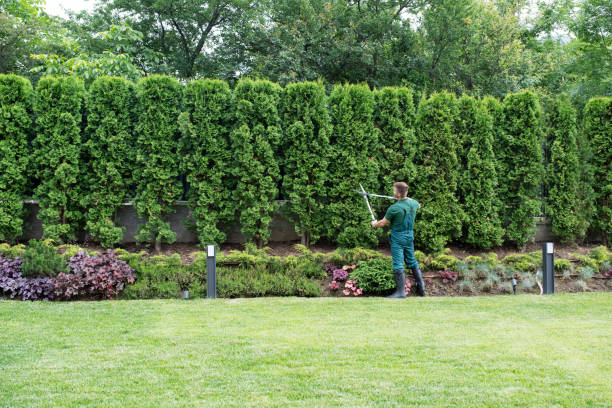 Best Lawn Disease Treatment  in Hancock, MD