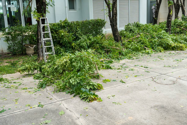 Best Tree Risk Assessment  in Hancock, MD