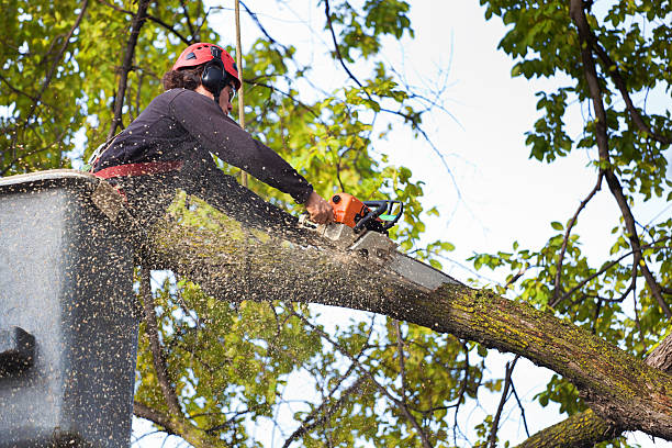 Best Palm Tree Trimming  in Hancock, MD